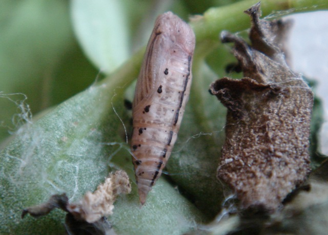 Phaiogramma etruscaria (?): da larva ad adulto